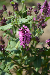 New Dimension Rose Meadow Sage (Salvia nemorosa 'New Dimension Rose') at Golden Acre Home & Garden