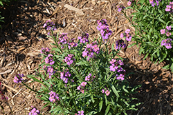 Sunstrong Violet Wallflower (Erysimum linifolium 'Sunstrong Violet') at Lakeshore Garden Centres