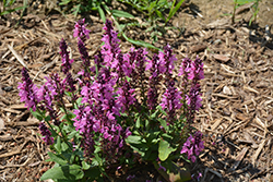 Apex Pink Meadow Sage (Salvia nemorosa 'Apex Pink') at Lakeshore Garden Centres