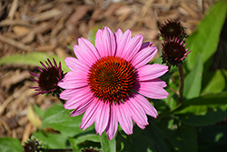 SunMagic Vintage Fuchsia Coneflower (Echinacea 'SunMagic Vintage Fuchsia') at Lakeshore Garden Centres