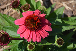 SunMagic Vintage Red Coneflower (Echinacea 'SunMagic Vintage Red') at Lakeshore Garden Centres