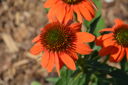 Artisan Soft Orange Coneflower (Echinacea 'PA1308374') at Peter Knippel Garden Centre