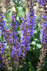 Spring King Mini Meadow Sage (Salvia nemorosa 'Spring King Mini') at Lakeshore Garden Centres