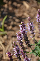 Salute Light Pink Meadow Sage (Salvia nemorosa 'Salute Light Pink') at Lakeshore Garden Centres