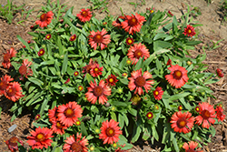 SpinTop Red Blanket Flower (Gaillardia aristata 'SpinTop Red') at A Very Successful Garden Center