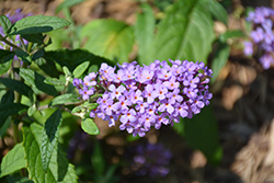 Summer Bird Violet Butterfly Bush (Buddleia davidii 'Summer Bird Violet') at Lakeshore Garden Centres