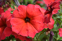 SuperCal Premium Red Maple Petchoa (Petchoa 'SuperCal Premium Red Maple') at Lakeshore Garden Centres
