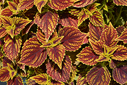 Talavera Burgundy Lime Coleus (Solenostemon scutellarioides 'Talavera Burgundy Lime') at Lakeshore Garden Centres