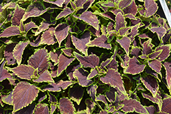 Talavera Chocolate Mint Coleus (Solenostemon scutellarioides 'Talavera Chocolate Mint') at Lakeshore Garden Centres