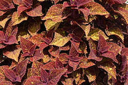 Talavera Moondust Coleus (Solenostemon scutellarioides 'Talavera Moondust') at Lakeshore Garden Centres