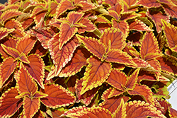 Talavera Sienna Coleus (Solenostemon scutellarioides 'Talavera Sienna') at Lakeshore Garden Centres