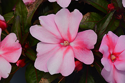 Spectra Pink Bicolor Impatiens (Impatiens 'Spectra Pink Bicolor') at Lakeshore Garden Centres