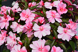 Spectra Pink Bicolor Impatiens (Impatiens 'Spectra Pink Bicolor') at Lakeshore Garden Centres