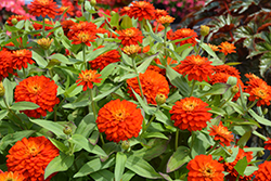 Zydeco Fire Zinnia (Zinnia 'Zydeco Fire') at Lakeshore Garden Centres