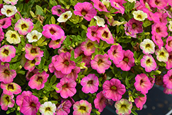 Superbells Magic Pink Lemonade Calibrachoa (Calibrachoa 'Superbells Magic Pink Lemonade') at Lakeshore Garden Centres