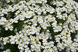 Sunsatia Coconut Nemesia (Nemesia 'Sunsatia Coconut') at Lakeshore Garden Centres
