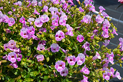 Catalina Pink Torenia (Torenia 'Dancatpink') at Lakeshore Garden Centres