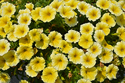 Supertunia Saffron Finch Petunia (Petunia 'Balcobees') at Lakeshore Garden Centres