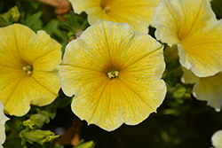 Supertunia Saffron Finch Petunia (Petunia 'Balcobees') at Lakeshore Garden Centres