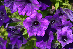 Supertunia Mini Vista Ultramarine Petunia (Petunia 'WNPETMVUM24') at Lakeshore Garden Centres
