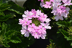 Superbena Pink Cashmere Verbena (Verbena 'WNVERSVPC24') at Lakeshore Garden Centres
