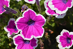 Supertunia Hoopla Vivid Orchid Petunia (Petunia 'DPETPW1782') at Lakeshore Garden Centres