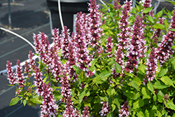 Beelicious Pink Hyssop (Agastache 'Agapk') at Lakeshore Garden Centres