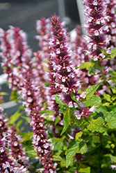 Beelicious Pink Hyssop (Agastache 'Agapk') at Lakeshore Garden Centres