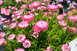 Granvia Pink Strawflower (Bracteantha bracteata 'Granvia Pink') at Lakeshore Garden Centres