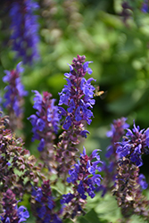 Blue Bouquetta Meadow Sage (Salvia nemorosa 'ALKLF') at Lakeshore Garden Centres