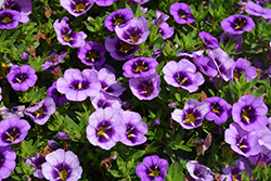 Colibri Spark Purple Calibrachoa (Calibrachoa 'Colibri Spark Purple') at Lakeshore Garden Centres