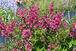Alonia Big Cherry Angelonia (Angelonia angustifolia 'Alonia Big Cherry') at Lakeshore Garden Centres