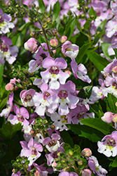 Alonia Big Bicolor Pink Angelonia (Angelonia angustifolia 'Alonia Big Bicolor Pink') at Lakeshore Garden Centres