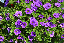 Lia Violet Calibrachoa (Calibrachoa 'Lia Violet') at Lakeshore Garden Centres