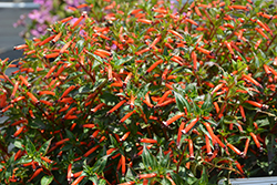 Cubano Fuente False Heather (Cuphea hyssopifolia 'Fuente') at Lakeshore Garden Centres