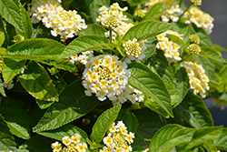 Gem Pearl Lantana (Lantana camara 'Gem Pearl') at Lakeshore Garden Centres