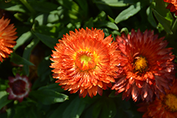 Cottage Bronze Strawflower (Bracteantha 'Wesbracobron') at Lakeshore Garden Centres