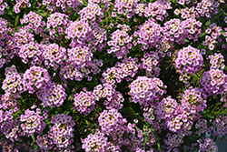 Stream Compact Rose Sweet Alyssum (Lobularia 'Stream Compact Rose') at Lakeshore Garden Centres