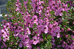Serafina Pink Angelonia (Angelonia 'Serafina Pink') at Lakeshore Garden Centres