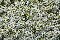 Stream Compact White Sweet Alyssum (Lobularia 'Stream Compact White') at Lakeshore Garden Centres