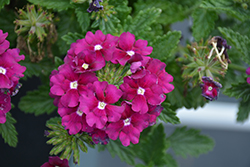 Vanessa Magenta Verbena (Verbena 'Vanessa Magenta') at Lakeshore Garden Centres