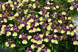 Escential Blueberry Custard Nemesia (Nemesia 'Escential Blueberry Custard') at Lakeshore Garden Centres