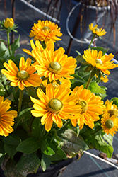 Amarillo Gold Coneflower (Rudbeckia hirta 'Amarillo Gold') at Lakeshore Garden Centres