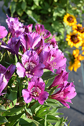 Inticancha Indigo Alstroemeria (Alstroemeria 'Tesindig') at Lakeshore Garden Centres