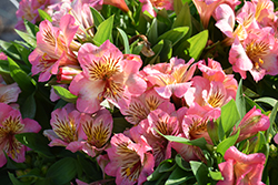 Inticancha Sunshine Alstroemeria (Alstroemeria 'Tesshine') at Lakeshore Garden Centres