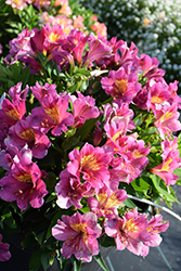 Inticancha Sunstar Alstroemeria (Alstroemeria 'Inticancha Sunstar') at Lakeshore Garden Centres