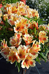 Inticancha Sunset Alstroemeria (Alstroemeria 'Inticancha Sunset') at Lakeshore Garden Centres