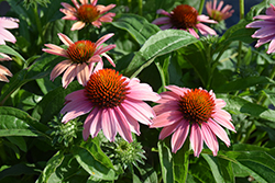 Mooodz Motivation Coneflower (Echinacea 'Hilmoomotiv') at Lakeshore Garden Centres