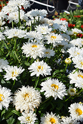 Sweet Daisy Rebecca Shasta Daisy (Leucanthemum x superbum 'Rebecca') at Lakeshore Garden Centres