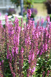 Apex Pink Meadow Sage (Salvia nemorosa 'Apex Pink') at Lakeshore Garden Centres